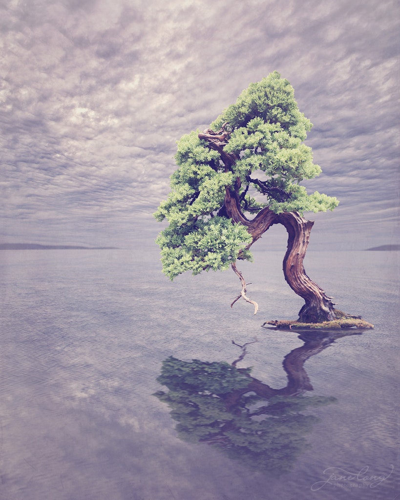 Nepal Juniper - Original image of bonsai taken at National Arboretum, Canberra. Bonsai artist - Jarryd Bailey.
75 cm x 60 cm Limited Edition Fine Art...